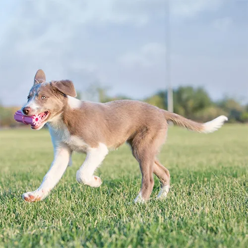 Kong -  Puppy Teething Stick Dog Toy