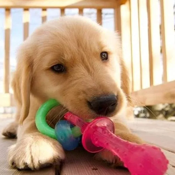 Nylabone Puppy Teething Pacifier