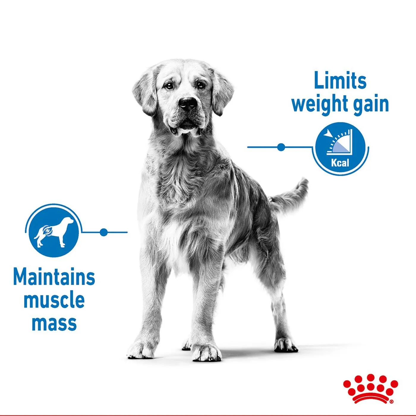 Royal Canin Maxi Adult Light Weight Care Dog Food 10KG